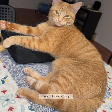 Photo 1/1 Rougi Chat lost in Longueuil