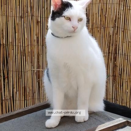 Photo 1/1 Adok Chat lost in Mont saint aignan