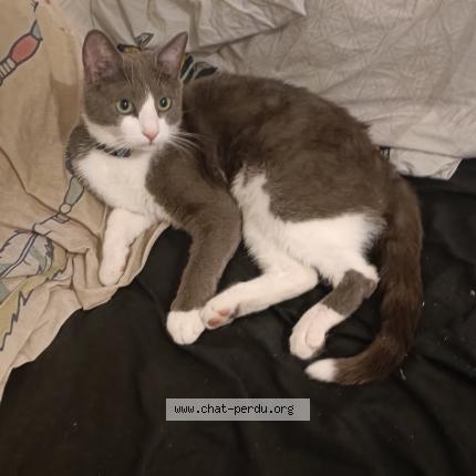 Photo 1/1 Yoda Chat lost in Calvisson