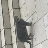 Picture of cat found at Le Coudray