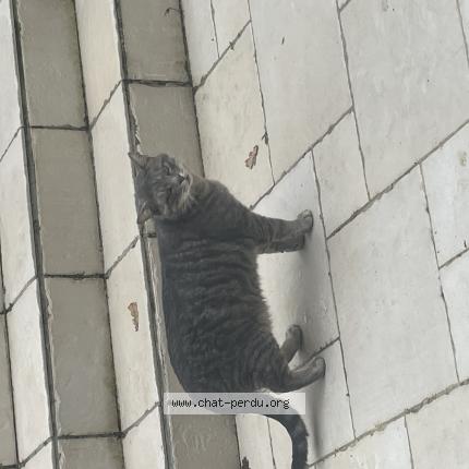 Photo 1/1 Found cat Found in Le coudray