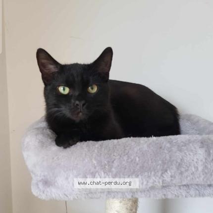 Photo 1/1 boule Chat lost in Ecury sur coole