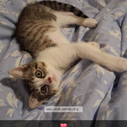 Photo 1/1 Jax Chat lost in Roubaix