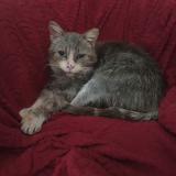 Picture of cat found at Saint Martial D Albarede