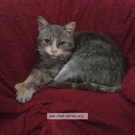 Photo 1/1 Found cat Found in Saint martial d albarede