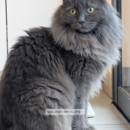 Photo 1/2 Momo Chat lost in Vigoulet auzil