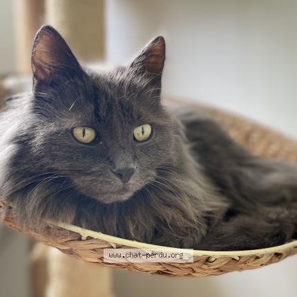 Photo 2/2 Momo Chat lost in Vigoulet auzil