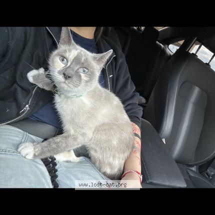 Photo 1/1 Snow Chat lost in Philadelphia