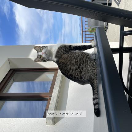 Photo 1/1 Mistigris Chat lost in Saint nizier du moucherotte