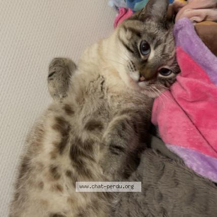 Photo 1/1 Vaiana Chat lost in Bois d amont