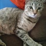 Picture of cat lost at Baltimore