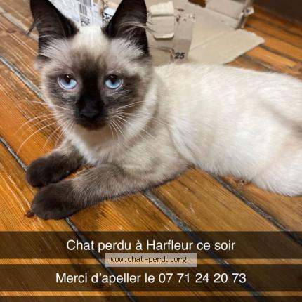 Photo 1/1 Azur Chat lost in Harfleur