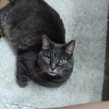 Picture of cat lost at Cleveland