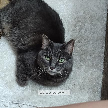 Photo 1/1 Lily Chat lost in Cleveland