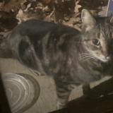 Picture of cat found at State College