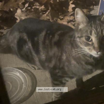 Photo 1/1 Found cat Found in State college