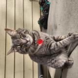 Picture of cat lost at Severence