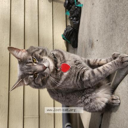 Photo 1/1 Timmy Chat lost in Severence