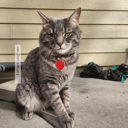 Photo 1/1 Timmy Cat lost in Severence