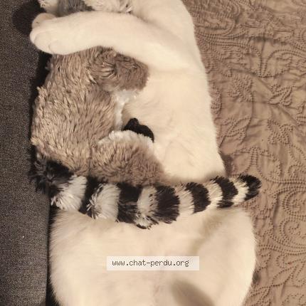 Photo 1/1 Thanos Chat lost in Attignat