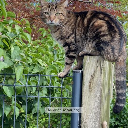 Photo 1/1 Petit Prince Chat lost in Plouha