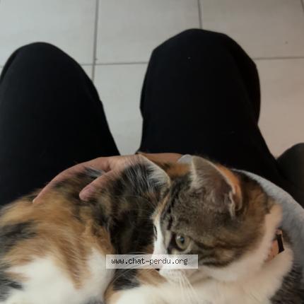 Photo 1/1 Mina Chat lost in Montauban