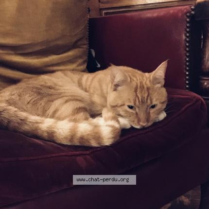 Photo 1/1 Found cat Found in Paris