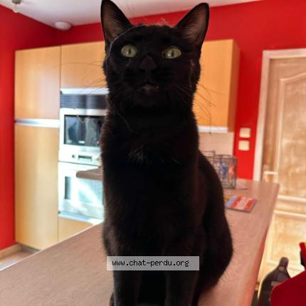 Photo 1/1 Taïga Chat lost in Saint laurent d aigouze