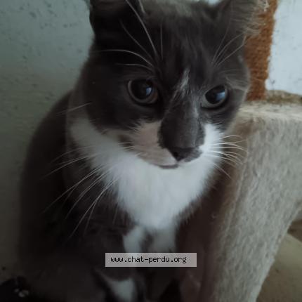 Photo 1/1 Rocky Chat lost in Bosroumois