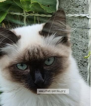 Photo 1/1 Tomix Chat lost in Moreac