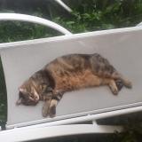 Picture of cat lost at Beaufort