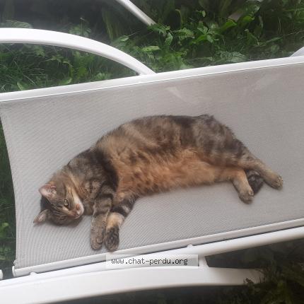 Photo 1/1 API Chat lost in Beaufort