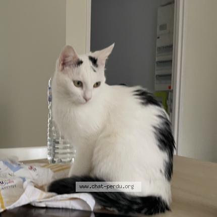 Photo 1/1 Teacup Cat lost in Sombernon