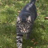 Picture of cat found at Strasbourg