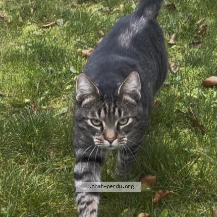 Photo 1/1 Found cat Found in Strasbourg