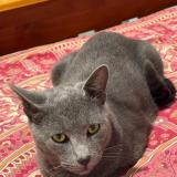 Picture of cat lost at Parramatta