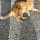 Picture of cat found at Castelnau Le Lez