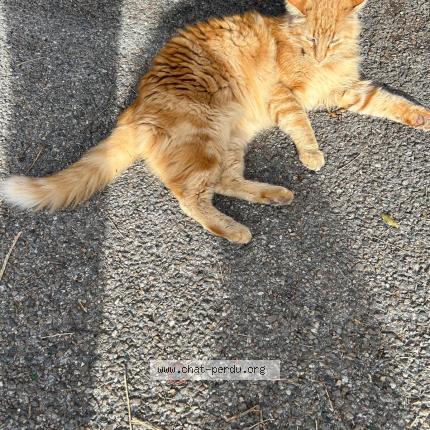 Photo 1/1 Found cat Found in Castelnau le lez