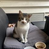 Picture of cat found at Clichy Sous Bois