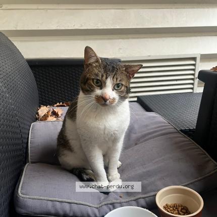 Photo 1/1 Found cat Found in Clichy sous bois