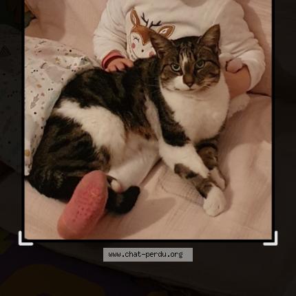 Photo 1/1 Mimi Chat lost in Sache