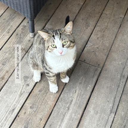 Photo 1/1 Found cat Found in Sherbrooke