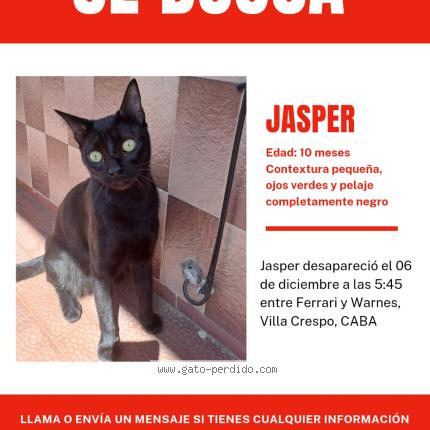Photo 1/1 Jasper Chat lost in Villa crespo