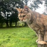 Picture of cat found at Hampteau