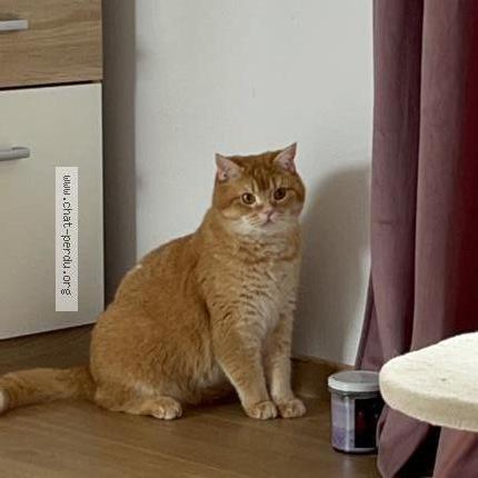 Photo 1/3 Richy Chat lost in Sierentz