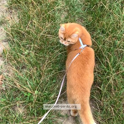 Photo 2/3 Richy Chat lost in Sierentz