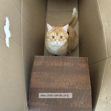 Photo 3/3 Richy Chat lost in Sierentz