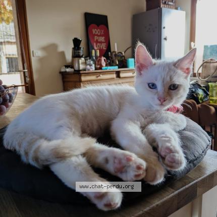 Photo 1/1 Neige Chat lost in Noisy le grand