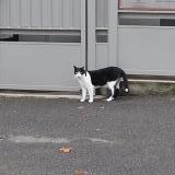 Picture of cat found at Toulouse