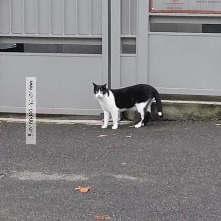 Photo 1/1 Found cat Found in Toulouse